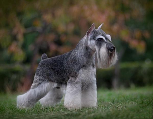 Schnauzer