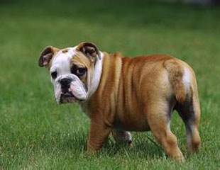 Bulldog